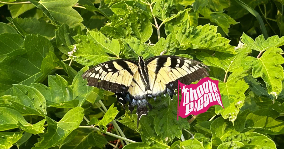 A tiger swallowtail butterfly suns its wings on a box elder bush in the alley behind the building above the PhooleOut Shelter in Milwaukee, Wisconsin, USA. The butterfly’s tail is damaged, but it can still fly, just not as well as it could before. This image is an actual photograph taken by Phoole.
